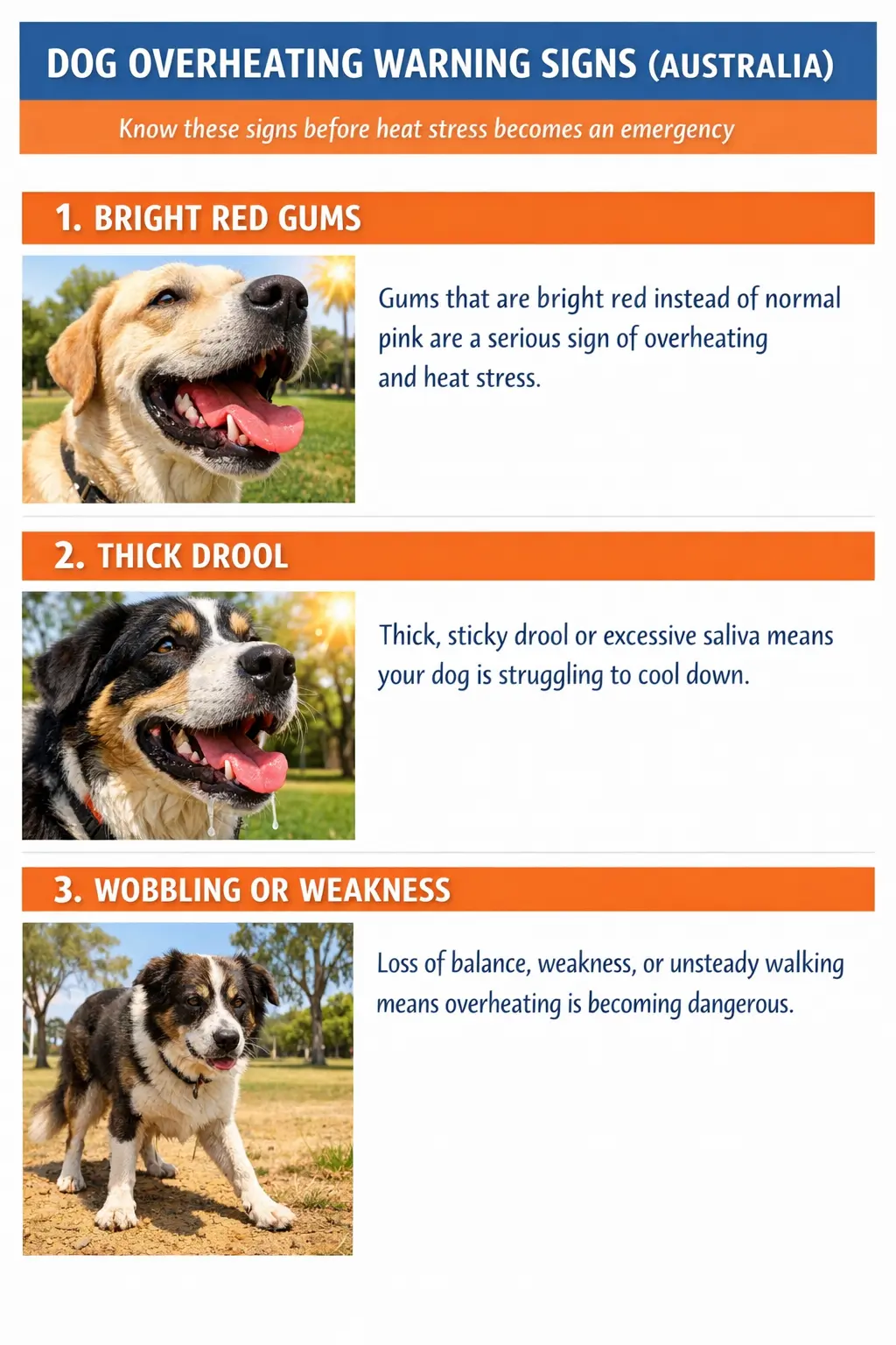 Dog Overheating Emergency Protocol (Australia)