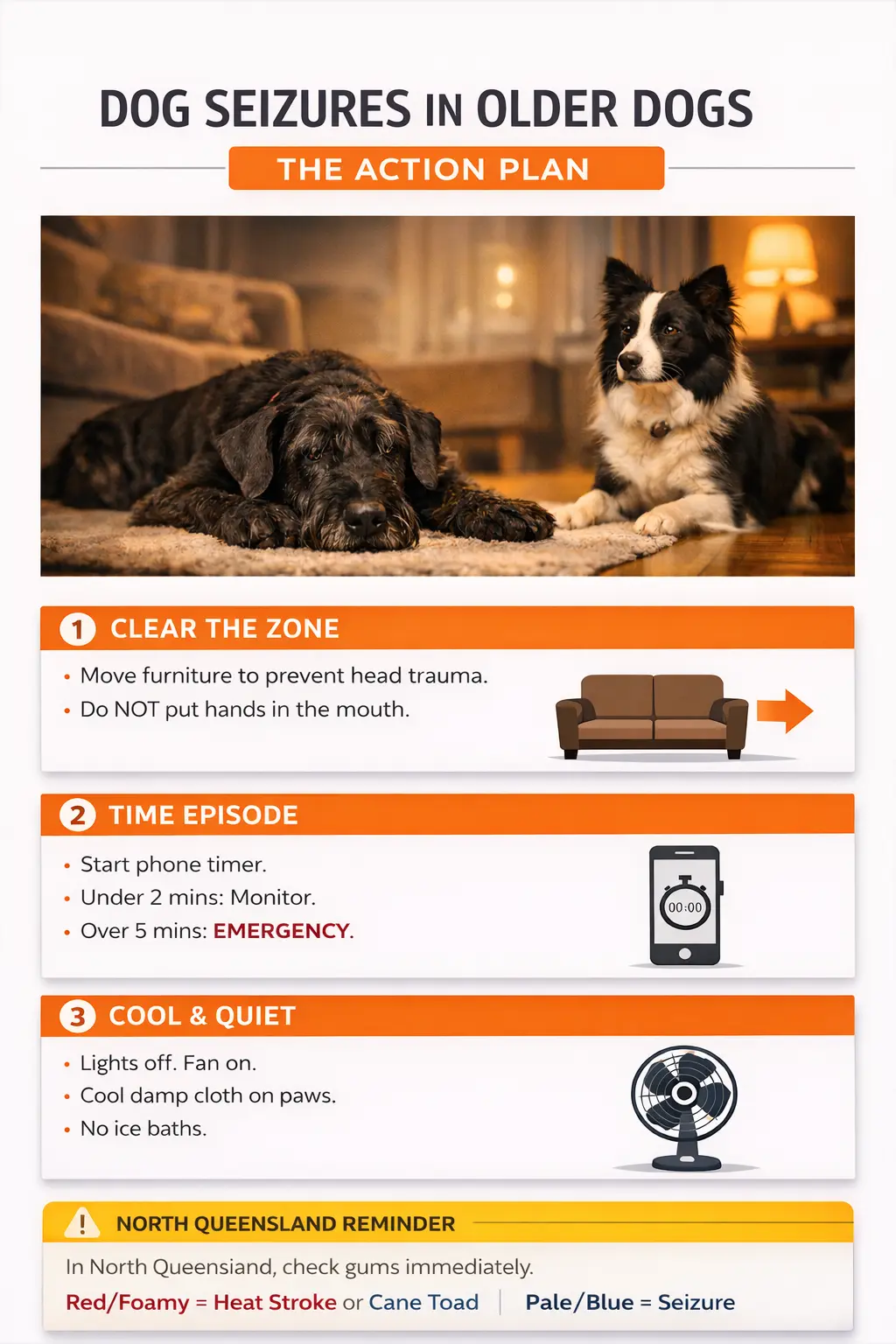 Senior Dog Seizures: What to Do, What to Record, and When It's an Emergency